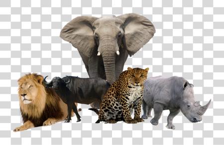 Download And Cape Buffalo Big Five Animals PNG file