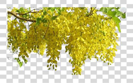 Download Kanikonna flor Image Vishu Kanikonna PNG file