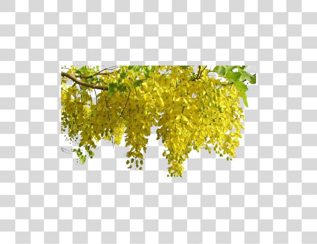 Download Kanikonna Flower Image Vishu Kanikonna Clip Art