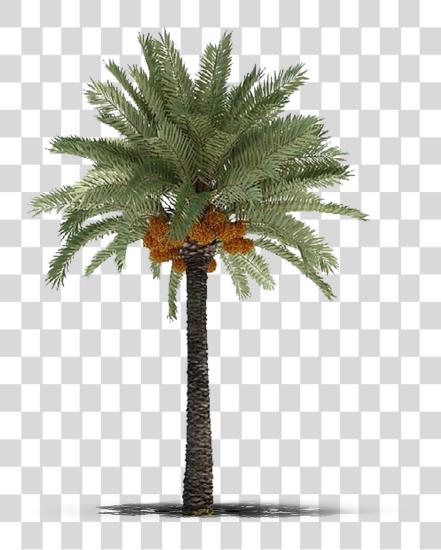 下载 Deglet Nour Dates 中間 东方 Palm Tree PNG file