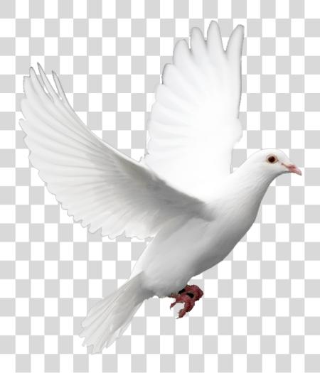 Download Kabutar blanco Dove PNG file