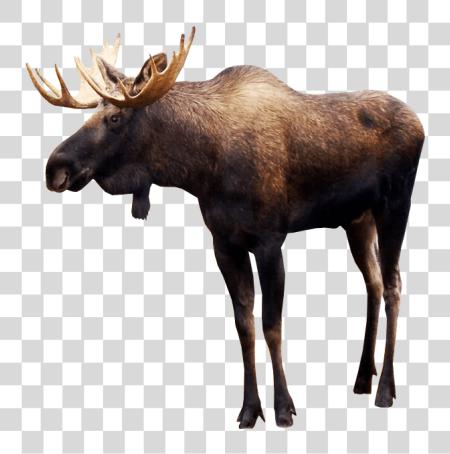 Download Moose PNG file