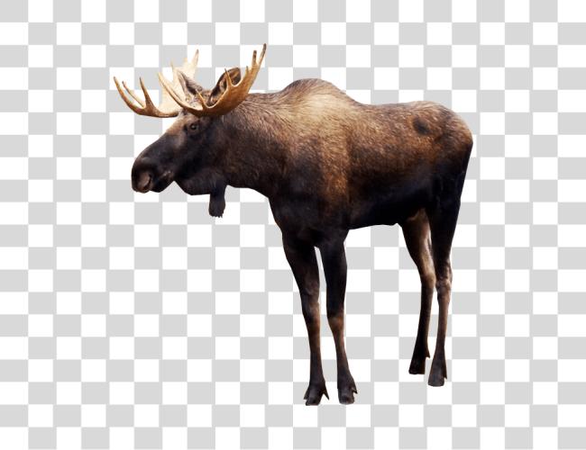 تحميل Moose مقطوعة فن