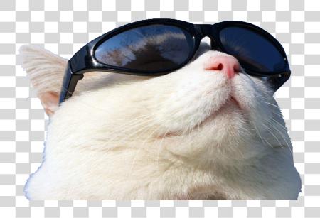 Download Wearing gato Github gafas de sol Sunscreen Gato De Oculos De Sol PNG file