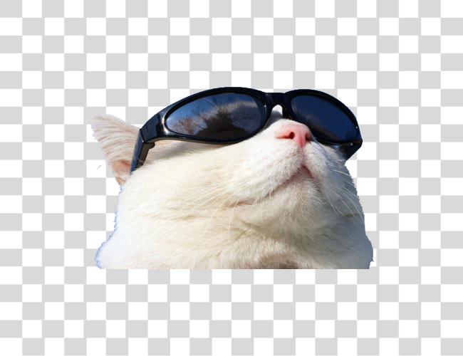 Download usando gato Github gafas de sol Sunscreen Gato De Oculos De Sol Clip arte