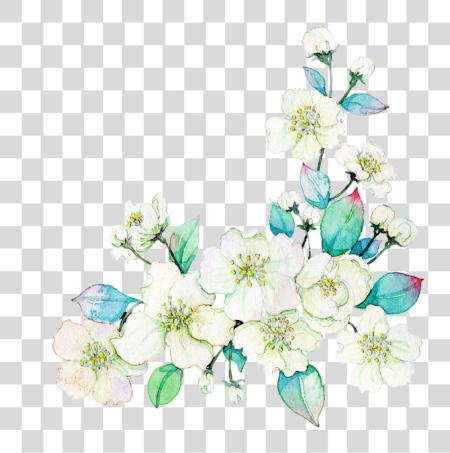 下载 Gardenia 水彩 画 Flowers 白色 PNG file