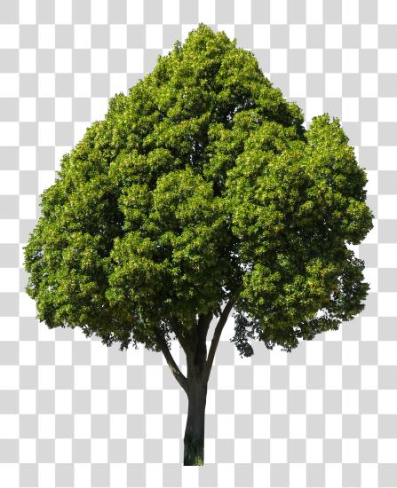 Download Arbol Fig Tree PNG file