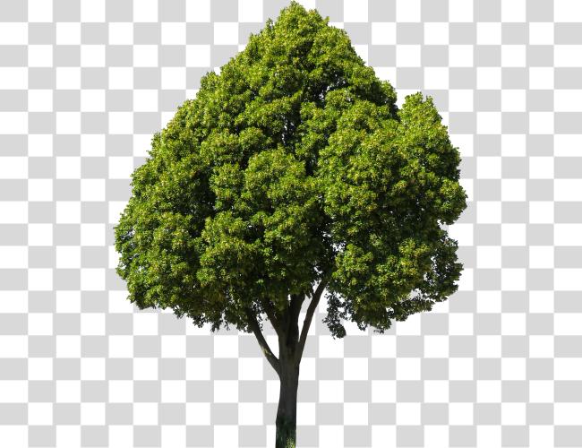 Download Arbol Fig Tree Clip Art