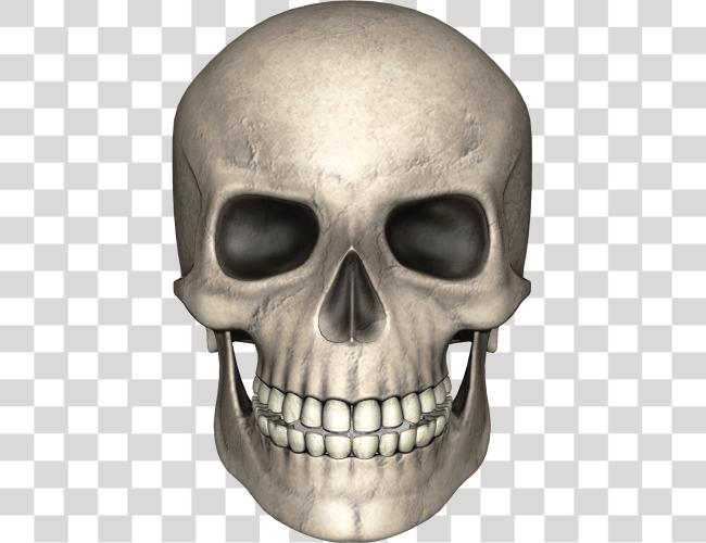 Download Skull Skull Clip Art