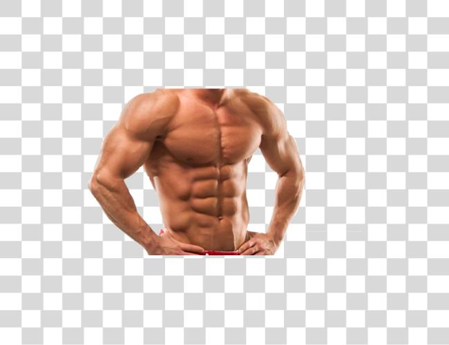 Download Muscle Sticker Muscle Body Clip Art