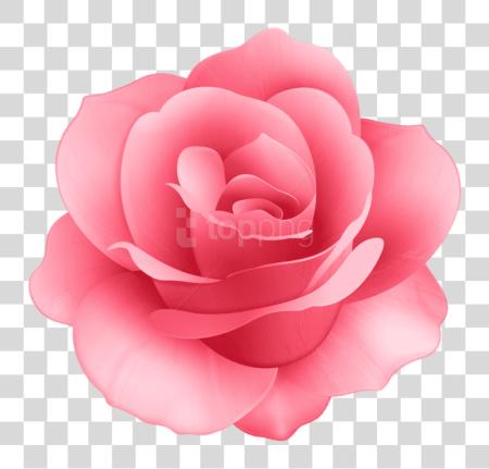 下载 Rose 花 Rose 花 PNG file