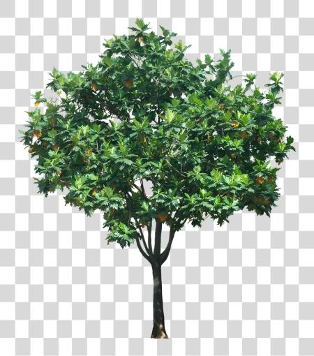 Download Tropical Plant Pictures Trees In Elevation para Photoshop PNG file