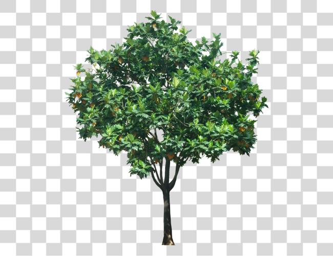 Download Tropical Plant Pictures Trees en Elevation para Photoshop Clip arte