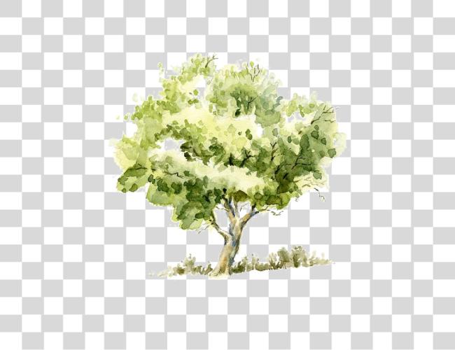 下载 水彩 画 Sketch Trees Transprent Tree 水彩 Clip 艺术