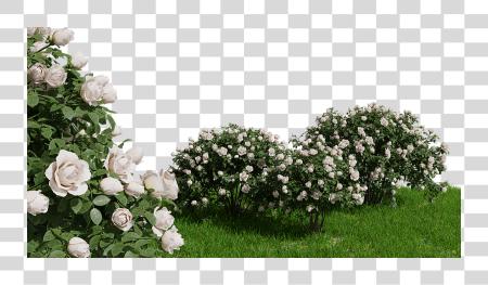 下载 Rose Bush Floribunda PNG file