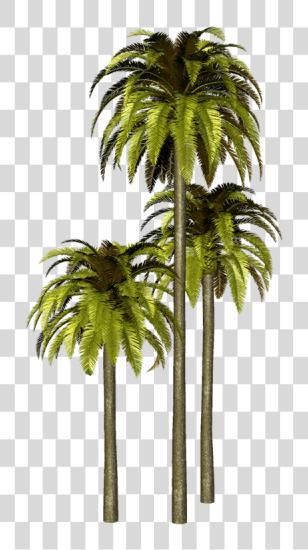 Download Palmeras Para Photoshop Palmera Para Photoshop PNG file