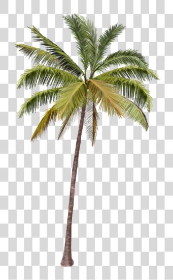 下载 Palmeras Coconut Tree PNG file