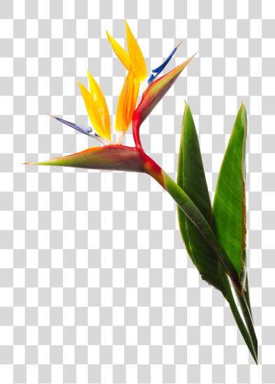 Download Birds Of Paradise Flower Birds Of Paradise PNG file