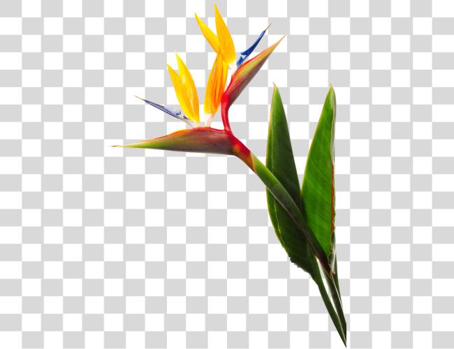 Download Birds Of Paradise Flower Birds Of Paradise Clip Art