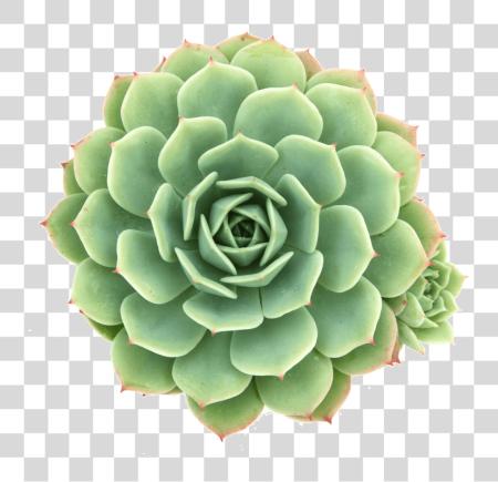 下载 Succulent Plant Succulent Plant PNG file