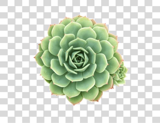 Download Succulent Plant Succulent Plant Clip arte