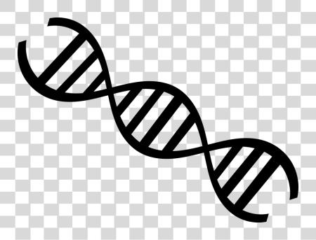 Download ciencia Dna Strand negro y blanco PNG file