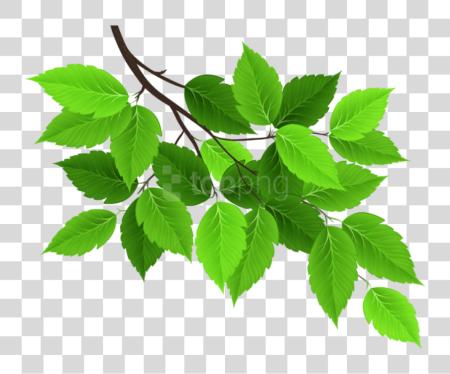 Download Tree Branches con hojas Tree rama hojas PNG file