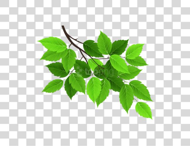 Download Tree Branches With Leaves Tree Branch Leaves Clip Art