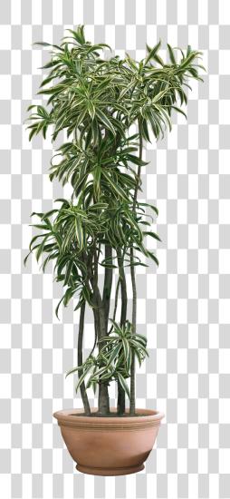 Download House Plant Indoor Plant PNG file