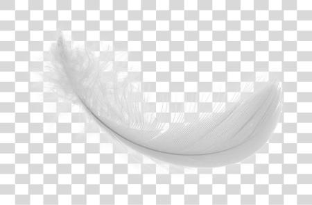 Download Feather Image white Feather Image Feather Real White PNG file