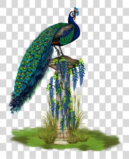 下载 Peacock PNG file