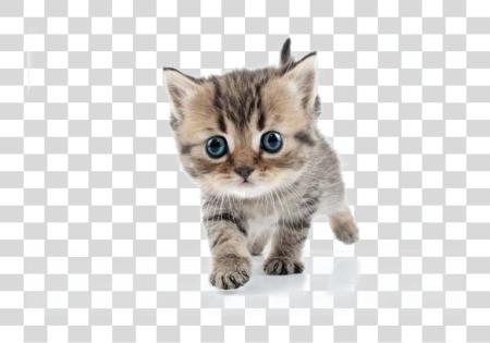 下载 Kitten Image Cute Kittens PNG file