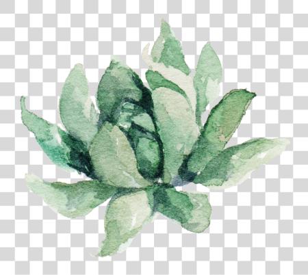 下载 Succulent 水彩 水 Color 美学 Plants PNG file