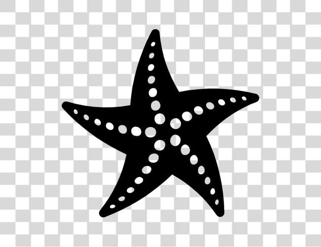 Download Starfish Black And White Starfish Clip Art