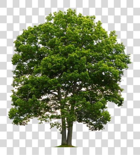 下载 Oak Tree PNG file