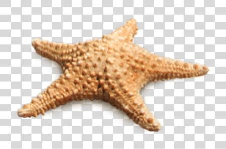 下载 Starfish PNG file