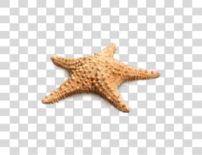 Download Starfish Clip Art