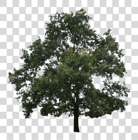 下载 Oak Tree PNG file