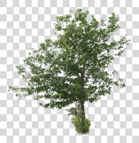 Download Oak Tree Image Tree Cut fuera PNG file