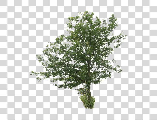 Download Oak Tree Image Tree Cut Out Clip Art