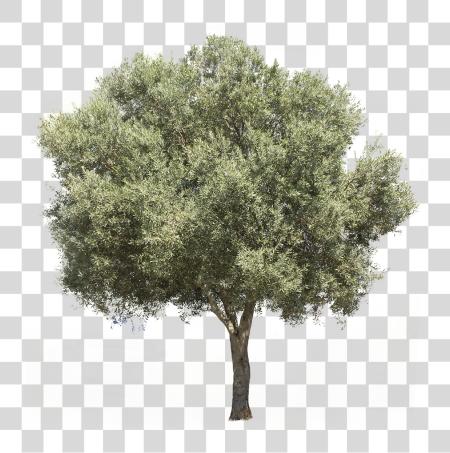 Download 3709 X 3738 Pixels Image With Olive Tree PNG file