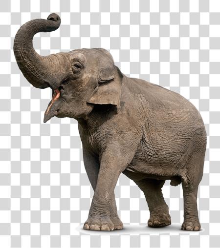 Download elefante elefante Trunk Up PNG file