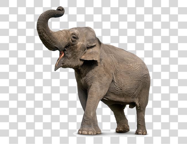 Download Elephant Elephant Trunk Up Clip Art