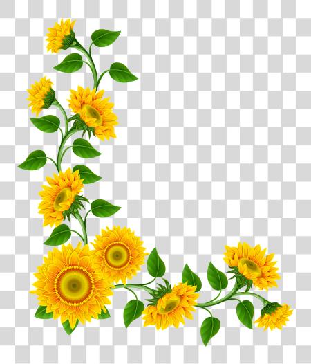 Download Sunflower Bouquet Of Flower Outline Sunflower Border PNG file