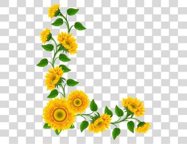 Download Sunflower Bouquet Of Flower Outline Sunflower Border Clip Art