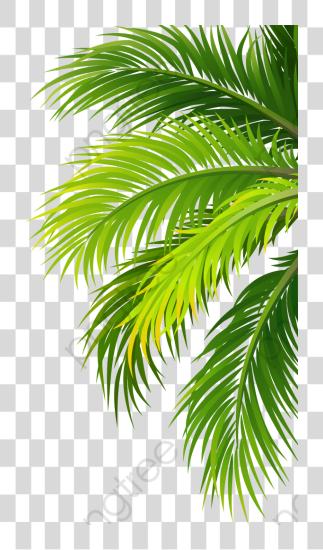 下载 Palm 叶子 Coconut 叶子 PNG file