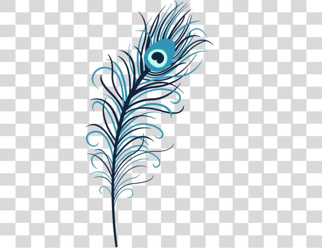 Download Single Peacock Feathers Indian Peacock Feather Clip Art