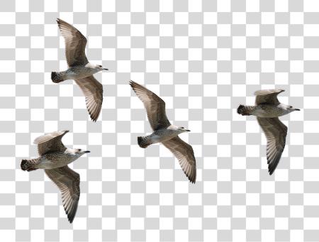 Download Seagulls volando pájaro volando PNG file