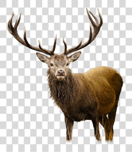 Download Deer Cliparts Co Dear Deer PNG file