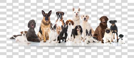 Download grupo Of perros grupo Of perro Breeds PNG file